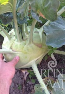 ko019_superschmelz_web1_600 (1)3